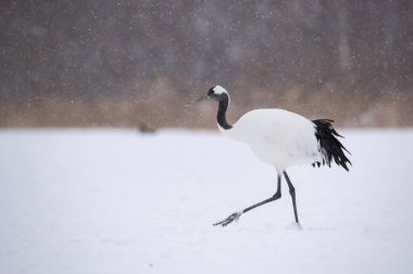 Kırmızı taçlı turna, Grus japonensis. Kuş, Asya 'dan gelen Hokkaido Vahşi Yaşam sahnesinin güzel sanatsal kış ortamında duruyor..