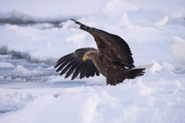 Beyaz kuyruklu kartal, Haliaeetus albicilla. Kuş, Asya doğasından Japon Hokkaido Vahşi Yaşam sahnesinin güzel sanatsal kış ortamında uçuyor. Kamtchatk 'tan geldi.