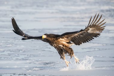 Beyaz kuyruklu kartal, Haliaeetus albicilla. Kuş, Asya doğasından Japon Hokkaido Vahşi Yaşam sahnesinin güzel sanatsal kış ortamında uçuyor. Kamtchatk 'tan geldi.