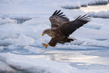 Beyaz kuyruklu kartal, Haliaeetus albicilla. Kuş, Asya doğasından Japon Hokkaido Vahşi Yaşam sahnesinin güzel sanatsal kış ortamında uçuyor. Kamtchatk 'tan geldi.