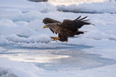 Beyaz kuyruklu kartal, Haliaeetus albicilla. Kuş, Asya doğasından Japon Hokkaido Vahşi Yaşam sahnesinin güzel sanatsal kış ortamında uçuyor. Kamtchatk 'tan geldi.