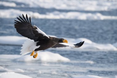 Steller 'in deniz kartalı, Haliaeetus pelagicus kuş, Asya doğasından Japon Hokkaido Yaban Hayatı' nın güzel sanatsal kış ortamında uçuyor. Kamtchatk 'tan geldi.