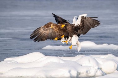 Steller 'in deniz kartalı Haliaeetus pelagicus kuş, Japonya Hokkaido Vahşi Yaşam sahnesi boyunca Asya' dan denizdeki buzdağına tünemiştir. Kamtchatka 'dan geldi.