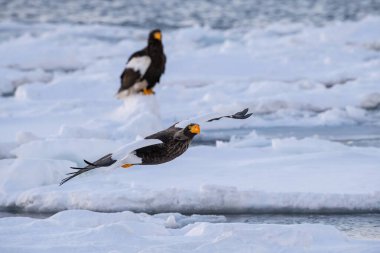 Steller 'in deniz kartalı Haliaeetus pelagicus kuş, Japonya Hokkaido Vahşi Yaşam sahnesi boyunca Asya' dan denizdeki buzdağına tünemiştir. Kamtchatka 'dan geldi.
