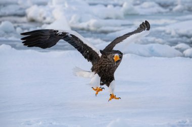 Steller 'in deniz kartalı, Haliaeetus pelagicus kuş, Asya doğasından Japon Hokkaido Yaban Hayatı' nın güzel sanatsal kış ortamında uçuyor. Kamtchatk 'tan geldi.