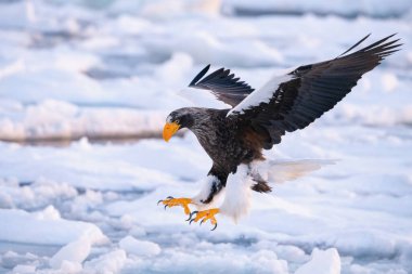 The Steller's sea eagle, Haliaeetus pelagicus  The bird is flying in beautiful artick winter environment Japan Hokkaido Wildlife scene from Asia nature. came from Kamtchatk clipart