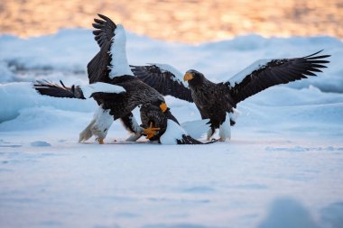 Steller 'in deniz kartalı, Haliaeetus pelagicus kuşlar kışın Japonya Hokkaido Vahşi Yaşam sahnesinde Asya doğasından geliyorlar. Kamtchatk 'tan geldi.