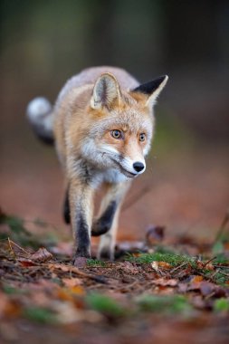 Kızıl Tilki, Vulpes vulpes. Memeliler Avrupa 'nın karanlık ormanlarında Avrupa' nın vahşi yaşam sahnesinde koşuyor. genç erkek