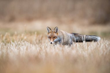 Kızıl Tilki, Vulpes vulpes Memeli, Avrupa Cumhuriyeti 'nin Avrupa' dan gelen güzel renkli sonbahar ortamında duruyor. genç erkek