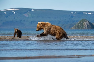 Kamçatka kahverengi ayısı Ursus arctos beringianus Kamçatka 'daki Kuril Gölü' nde somon yakalar.