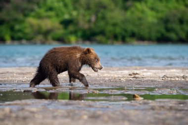 Genç Kamçatka kahverengi ayısı Ursus arctos beringianus Kamçatka 'daki Kuril Gölü' nde somon yakalar ve suda koşar, oynar, aksiyon filmi