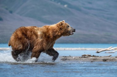 Kamçatka kahverengi ayısı Ursus arctos beringianus Kamçatka 'daki Kuril Gölü' nde somon yakalar.