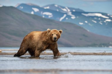 Kamçatka kahverengi ayısı Ursus arctos beringianus Kamçatka 'daki Kuril Gölü' nde somon yakalar.