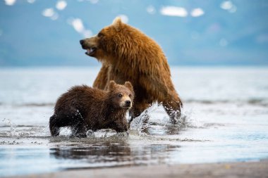 Kamçatka kahverengi ayısı Ursus arctos beringianus Kamçatka 'daki Kuril Gölü' nde somon yakalar.