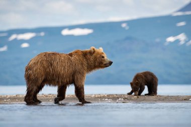 Kamçatka kahverengi ayısı Ursus arctos beringianus Kamçatka 'daki Kuril Gölü' nde somon yakalar.