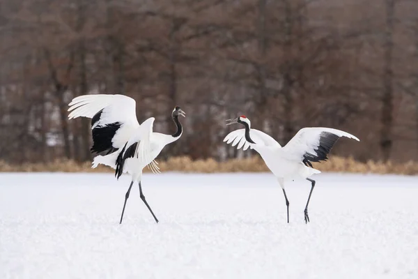 Red Crowned Crane Grus Japonensis Crane Dancing Beautiful Artick Winter — Stock Photo, Image