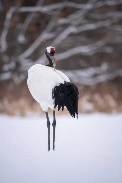 Jeřáb Červenou Korunou Grus Japonensis Pták Stojí Krásném Artyčoku Zimním — Stock fotografie