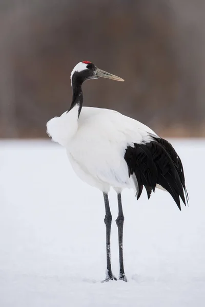 Grúa Corona Roja Grus Japonensis Pájaro Está Pie Hermoso Ambiente — Foto de Stock