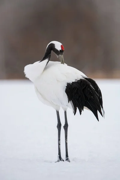 Jeřáb Červenou Korunou Grus Japonensis Pták Stojí Krásném Artyčoku Zimním — Stock fotografie