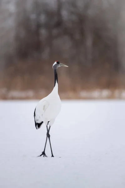 Grúa Corona Roja Grus Japonensis Pájaro Está Pie Hermoso Ambiente — Foto de Stock