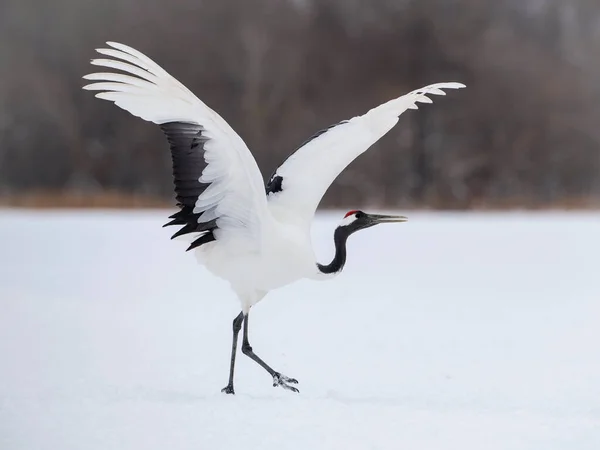 Grúa Corona Roja Grus Japonensis Grúa Está Bailando Hermoso Ambiente — Foto de Stock