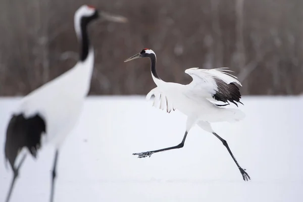 Grúa Corona Roja Grus Japonensis Grúa Está Bailando Hermoso Ambiente — Foto de Stock