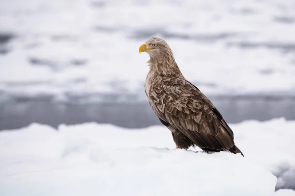 The White-tailed eagle, Haliaeetus albicilla The bird is perched on the iceberg in the sea during winter Japan Hokkaido Wildlife scene from Asia nature. Came from Kamtchatk