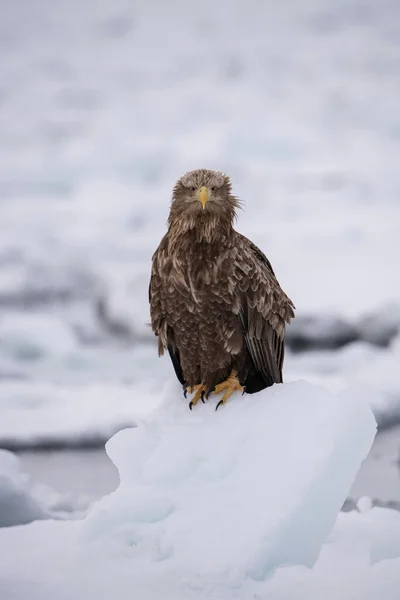 The White-tailed eagle, Haliaeetus albicilla The bird is perched on the iceberg in the sea during winter Japan Hokkaido Wildlife scene from Asia nature. Came from Kamtchatk