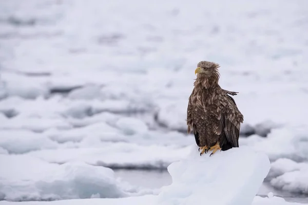 The White-tailed eagle, Haliaeetus albicilla The bird is perched on the iceberg in the sea during winter Japan Hokkaido Wildlife scene from Asia nature. Came from Kamtchatk