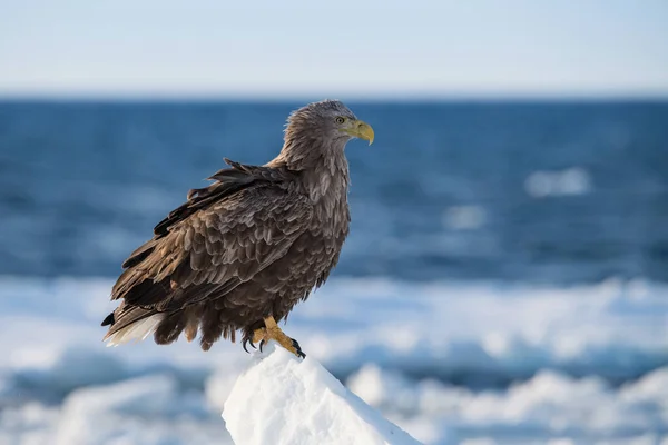 Beyaz kuyruklu kartal Haliaeetus albicilla, Japonya Hokkaido Vahşi Yaşam sahnesi sırasında Asya 'dan denizdeki buzdağına tünemiştir. Kamtchatk 'tan geldi.