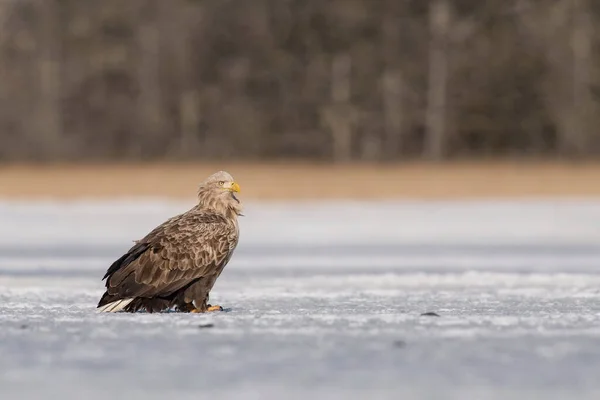 White Tailed Eagle Haliaeetus Albicilla Bird Perched Iceberg Sea Winter — Stock Photo, Image