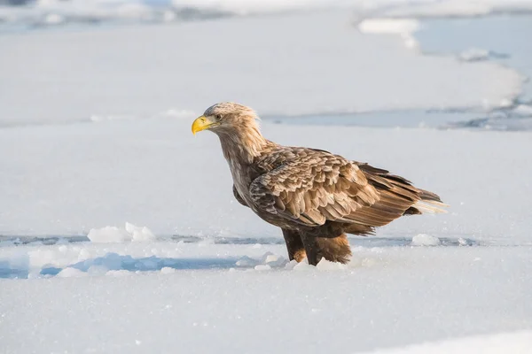 The White-tailed eagle, Haliaeetus albicilla The bird is perched on the iceberg in the sea during winter Japan Hokkaido Wildlife scene from Asia nature. Came from Kamtchatk