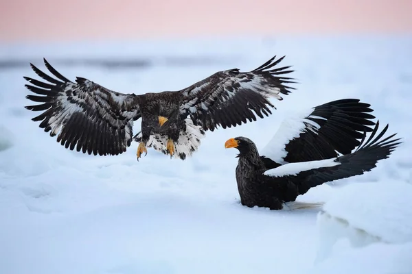 The Steller\'s sea eagle, Haliaeetus pelagicus  The bird is perched on the iceberg in the sea during winter Japan Hokkaido Wildlife scene from Asia nature. came from Kamtchatka