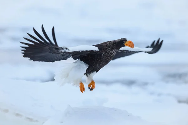 Águila Marina Steller Haliaeetus Pelagicus Pájaro Está Volando Hermoso Arco —  Fotos de Stock