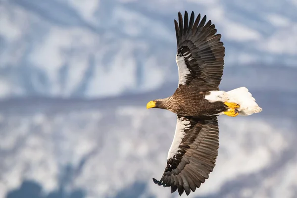 Steller Sea Eagle Haliaeetus Pelagicus Pták Létá Krásném Arktickém Zimním — Stock fotografie