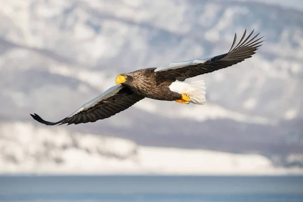 Steller Sea Eagle Haliaeetus Pelagicus Pták Létá Krásném Arktickém Zimním — Stock fotografie