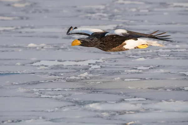 Águila Marina Steller Haliaeetus Pelagicus Pájaro Está Volando Hermoso Arco —  Fotos de Stock