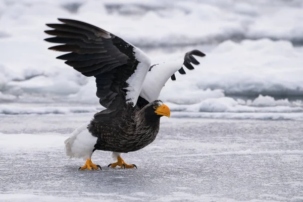 The Steller\'s sea eagle, Haliaeetus pelagicus  The bird is perched on the iceberg in the sea during winter Japan Hokkaido Wildlife scene from Asia nature. came from Kamtchatka