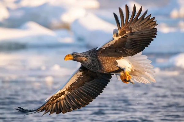 Steller 'in deniz kartalı, Haliaeetus pelagicus kuş, Asya doğasından Japon Hokkaido Yaban Hayatı' nın güzel sanatsal kış ortamında uçuyor. Kamtchatk 'tan geldi.