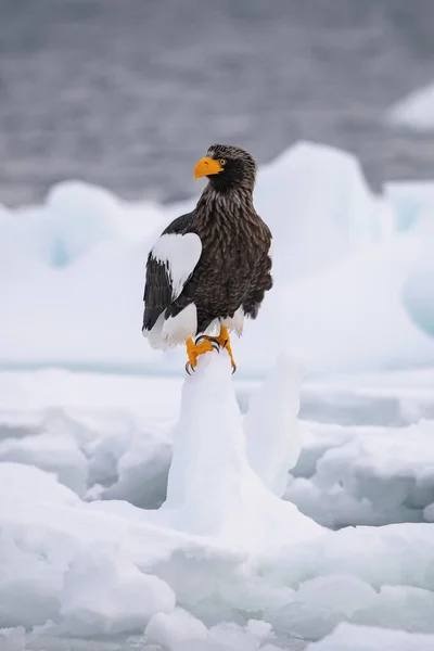 The Steller's sea eagle, Haliaeetus pelagicus  The bird is perched on the iceberg in the sea during winter Japan Hokkaido Wildlife scene from Asia nature. came from Kamtchatka