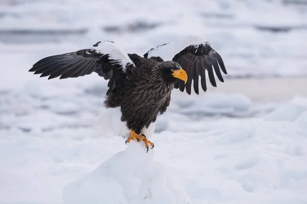 The Steller's sea eagle, Haliaeetus pelagicus  The bird is perched on the iceberg in the sea during winter Japan Hokkaido Wildlife scene from Asia nature. came from Kamtchatka