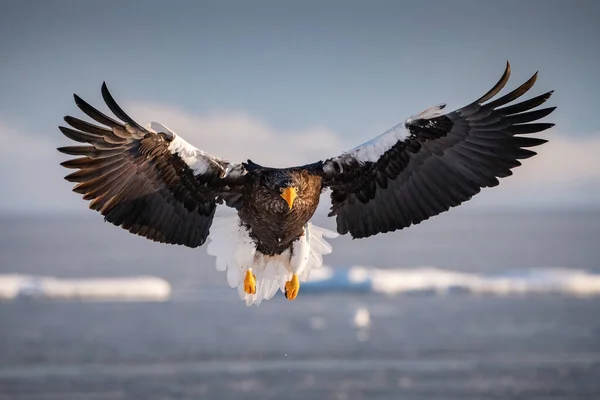 Морський Орел Стеллера Haliaeetus Pelagicus Птах Летить Прекрасному Артиковому Зимовому — стокове фото