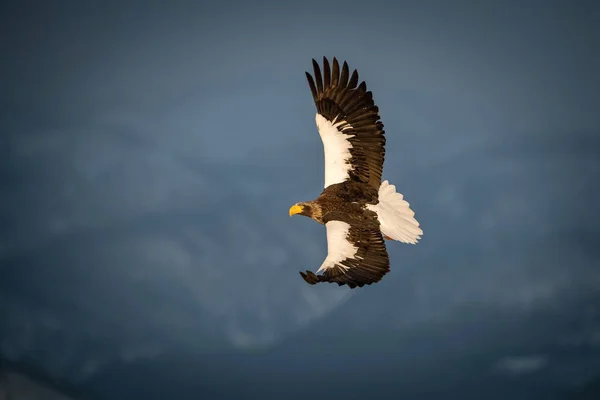 Steller Sea Eagle Haliaeetus Pelagicus Bird Flying Beautiful Artick Winter — стоковое фото