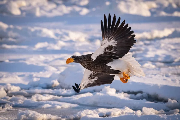 Steller Sea Eagle Haliaeetus Pelagicus Pták Létá Krásném Arktickém Zimním — Stock fotografie