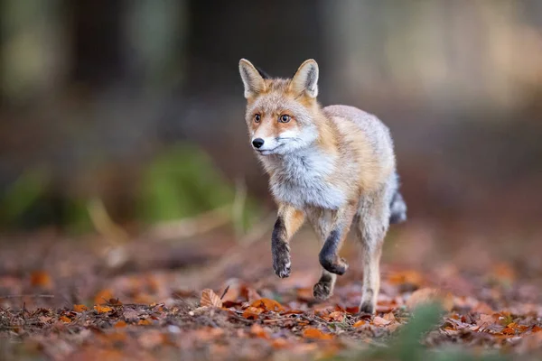 Красная Лиса Vulpes Vulpes Млекопитающее Бежит Темном Лесу Европы Чешской — стоковое фото