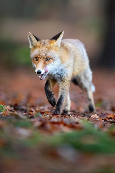 Red Fox Vulpes Vulpes Mamalia Berlari Hutan Gelap Eropa Republik — Stok Foto