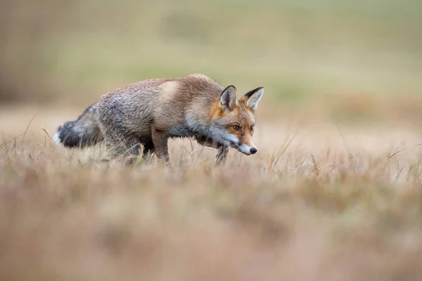 Красная Лиса Vulpes Vulpes Млекопитающее Стоит Красивой Красочной Осенней Среде — стоковое фото