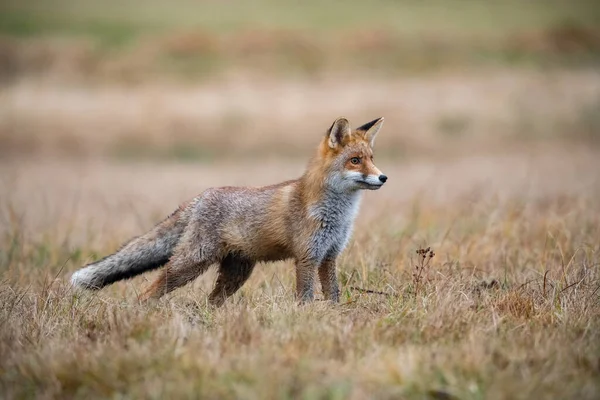 Красная Лиса Vulpes Vulpes Млекопитающее Стоит Красивой Красочной Осенней Среде — стоковое фото