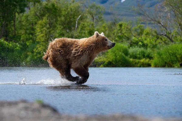 Καφέ Αρκούδα Καμτσάτκα Ursus Arctos Beringianus Πιάνει Σολομούς Στη Λίμνη — Φωτογραφία Αρχείου