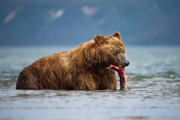 Καφέ Αρκούδα Καμτσάτκα Ursus Arctos Beringianus Αλιεύει Σολομούς Στη Λίμνη — Φωτογραφία Αρχείου